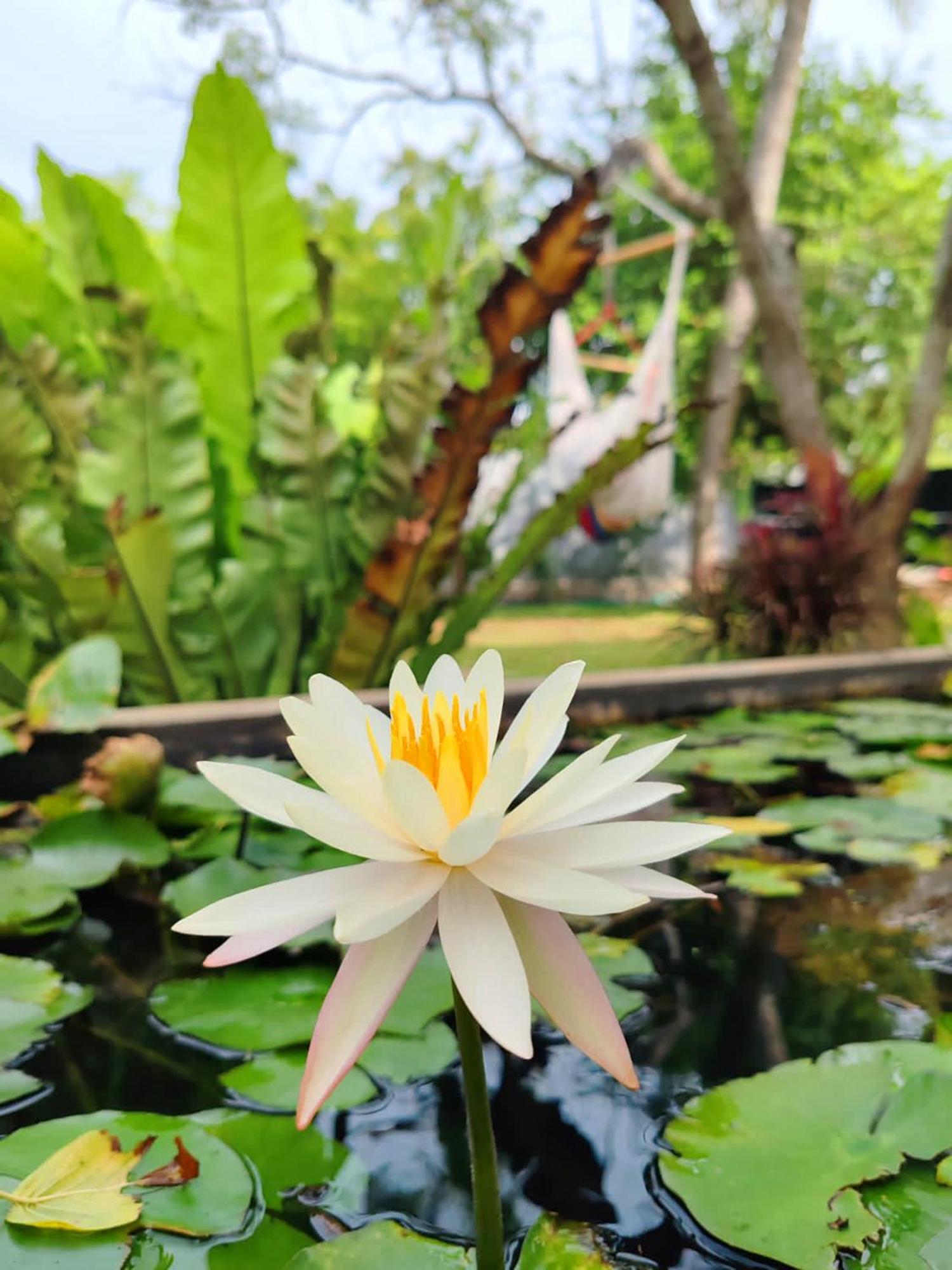 Art Yala Boutique Resort Tissamaharama Exterior foto